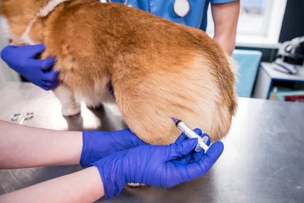 Veterinair team geeft het vaccin aan de Corgi hond — Stockfoto