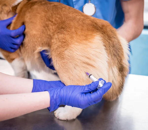 Veterinair team geeft het vaccin aan de Corgi hond — Stockfoto