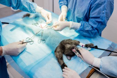 Veteriner cerrahlar ameliyathanede kedi kısırlaştırıyorlar.