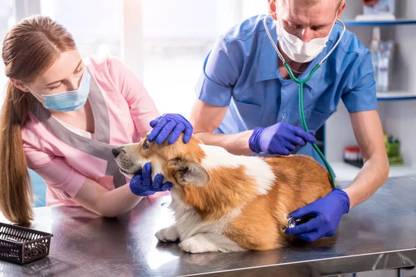 Een team van dierenartsen onderzoekt een zieke Corgi hond met behulp van een stethoscoop — Stockfoto