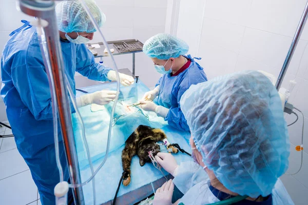 Cirurgiões veterinários na sala de cirurgia fazendo castração de gatos — Fotografia de Stock