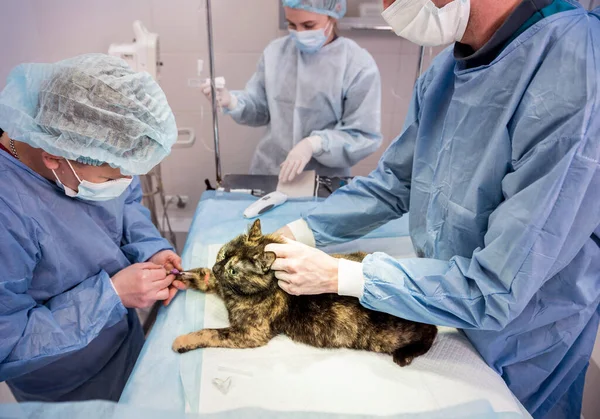 Veterinary surgeon is preparing cat for neutering surgery.