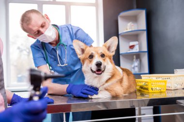 Veterinerlerden oluşan bir ekip otoskop kullanarak hasta bir Corgi köpeğinin kulaklarını inceliyor.
