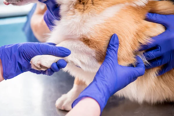 Veterinair team onderzoekt de poten van een zieke Corgi hond — Stockfoto