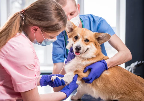 Veterinární lékař tým zkoumá tlapy nemocného psa Corgi — Stock fotografie