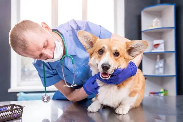 Eläinlääkäri tutkii sairaan corgi-koiran tassut — kuvapankkivalokuva