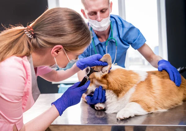 Een team van dierenartsen onderzoekt de oren van een zieke Corgi hond met behulp van een otoscoop — Stockfoto