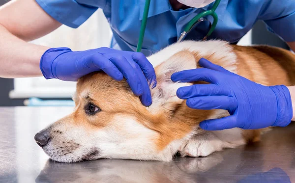Dierenarts onderzoekt de oren van een zieke Corgi hond — Stockfoto