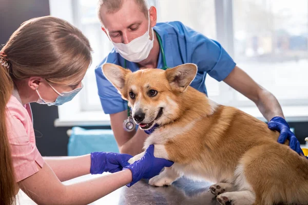 Veterinární lékař tým zkoumá tlapy nemocného psa Corgi — Stock fotografie