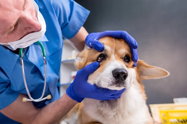 Dierenarts onderzoekt de ogen van een zieke Corgi hond — Stockfoto