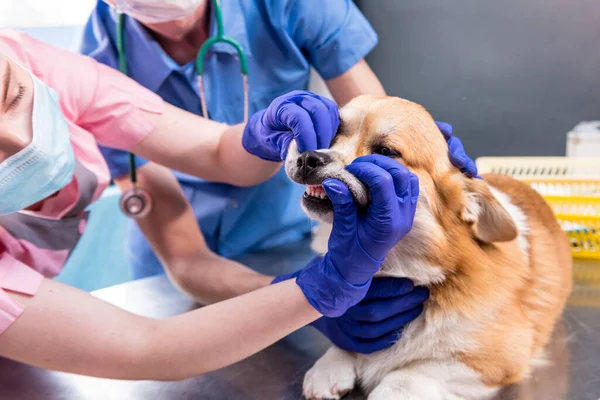 Equipo veterinario examinando los dientes y la boca de un perro enfermo de Corgi — Foto de Stock