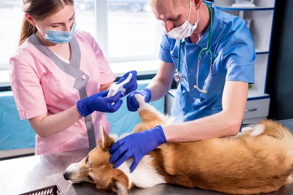 Veterinární lékař tým obvazuje tlapu nemocného psa Corgi — Stock fotografie