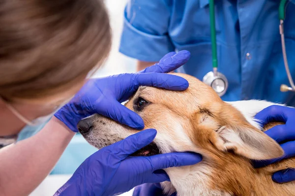 Veterinární lékař tým zkoumá oči nemocného psa Corgi — Stock fotografie