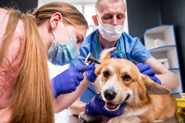 Une équipe de vétérinaires examine les oreilles d'un chien Corgi malade à l'aide d'un otoscope — Photo