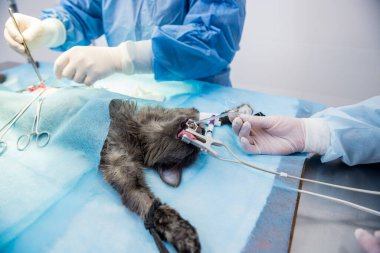 Veteriner cerrahlar ameliyathanede kedi kısırlaştırıyorlar.