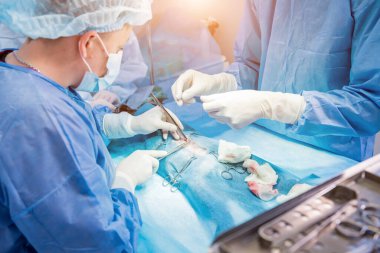 Veteriner cerrahlar ameliyathanede kedi kısırlaştırıyorlar.