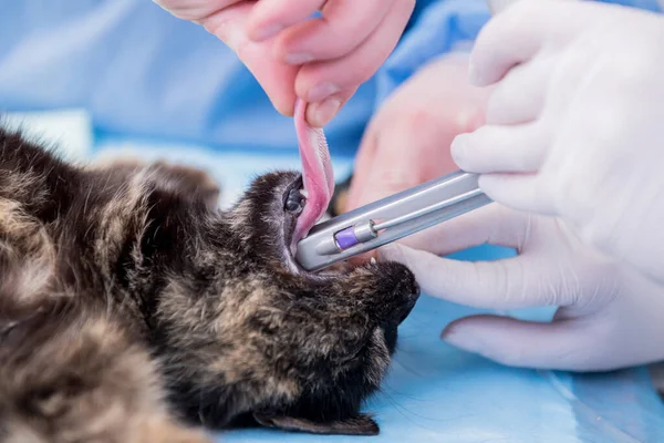 El veterinario está preparando al gato para la cirugía de castración. — Foto de Stock