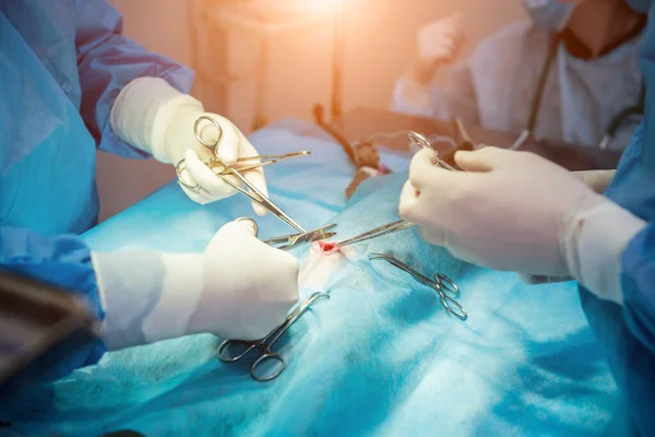 Dierenartsen in de operatiekamer die katten castreren — Stockfoto