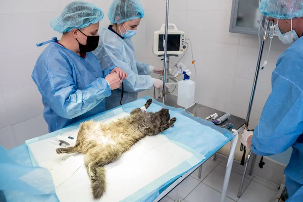 Veterinary surgeon is preparing cat for neutering surgery.