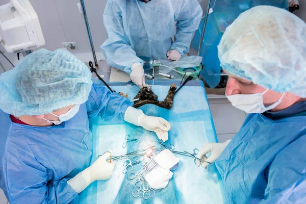 Veterinární lékaři na operačním sále, kteří kastrují kočky — Stock fotografie