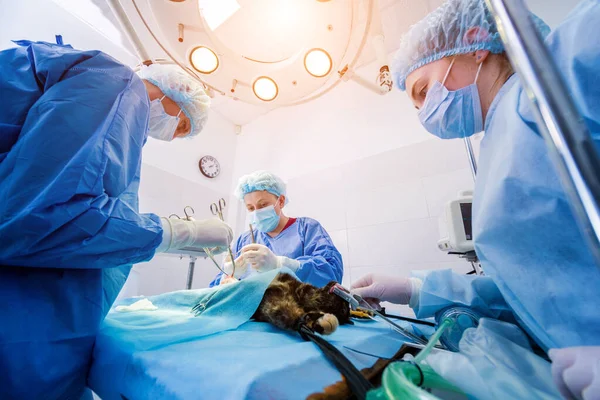 Cirurgiões veterinários na sala de cirurgia fazendo castração de gatos — Fotografia de Stock