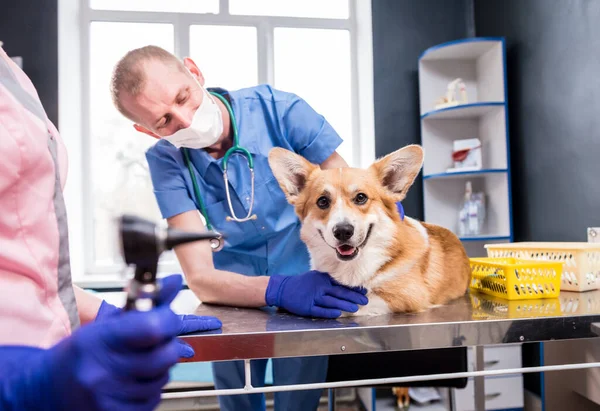 Une équipe de vétérinaires examine les oreilles d'un chien Corgi malade à l'aide d'un otoscope — Photo