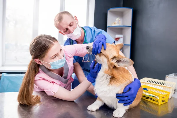 Veterinair team onderzoekt tanden en mond van een zieke Corgi hond — Stockfoto
