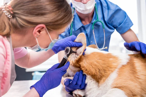 A team of veterinarians examines the ears of a sick Corgi dog using an otoscope