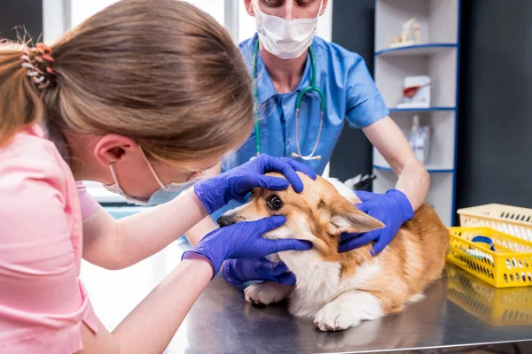 Veterinair team onderzoekt de ogen van een zieke Corgi hond — Stockfoto