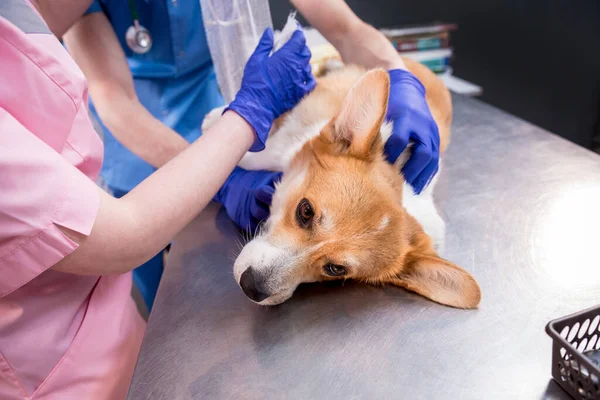 獣医師チーム包帯病気のコルギ犬の足 — ストック写真