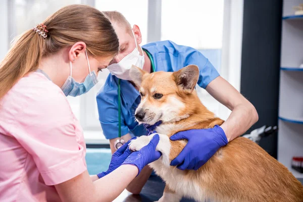 Veterinární lékař tým zkoumá tlapy nemocného psa Corgi — Stock fotografie