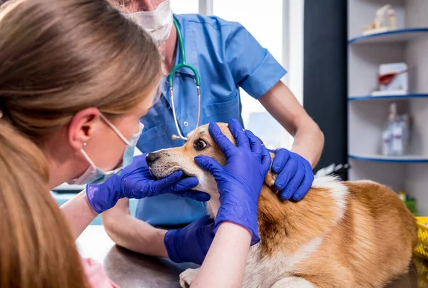 Veterinair team onderzoekt de ogen van een zieke Corgi hond — Stockfoto