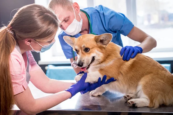 Veterinärer undersöker tassarna på en sjuk Corgi hund — Stockfoto