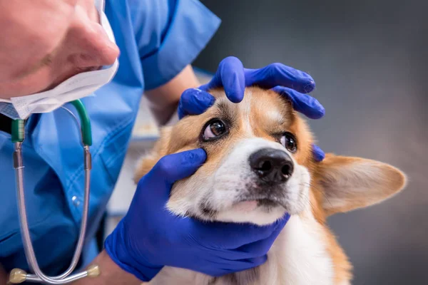 Veterinární lékař vyšetřuje oči nemocného psa Corgi — Stock fotografie