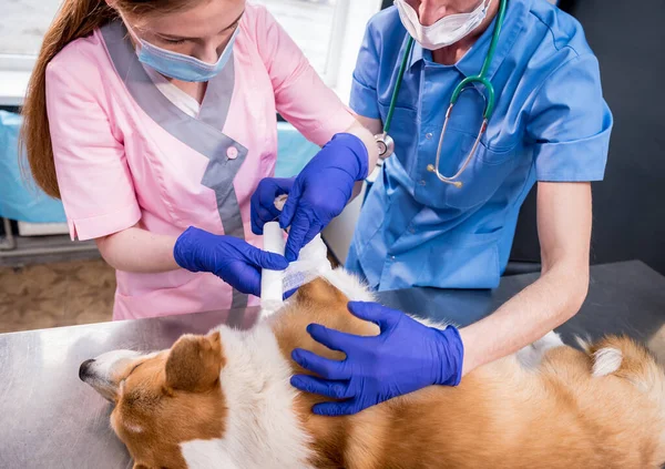 Equipo veterinario venda la pata de un perro enfermo de Corgi — Foto de Stock