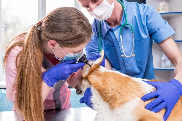 L'équipe vétérinaire examine les oreilles d'un chien Corgi malade — Photo