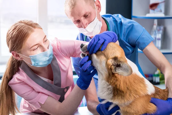 獣医師チーム検査歯と口の病気コルギ犬 — ストック写真