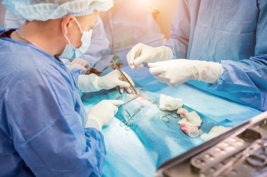 Veteriner cerrahlar ameliyathanede kedi kısırlaştırıyorlar.