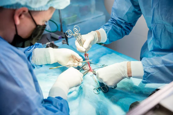 Cirujanos veterinarios en quirófano haciendo castración de gatos —  Fotos de Stock
