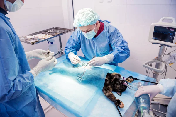 Cirurgiões veterinários na sala de cirurgia fazendo castração de gatos — Fotografia de Stock