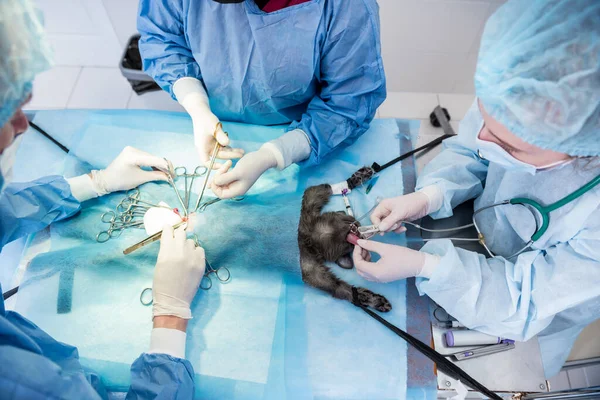 Cirurgiões veterinários na sala de cirurgia fazendo castração de gatos — Fotografia de Stock