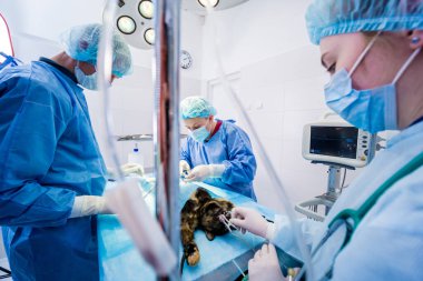 Veteriner cerrahlar ameliyathanede kedi kısırlaştırıyorlar.