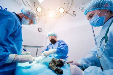 Veteriner cerrahlar ameliyathanede kedi kısırlaştırıyorlar.