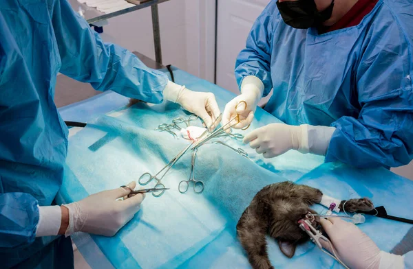 Cirurgiões veterinários na sala de cirurgia fazendo castração de gatos — Fotografia de Stock