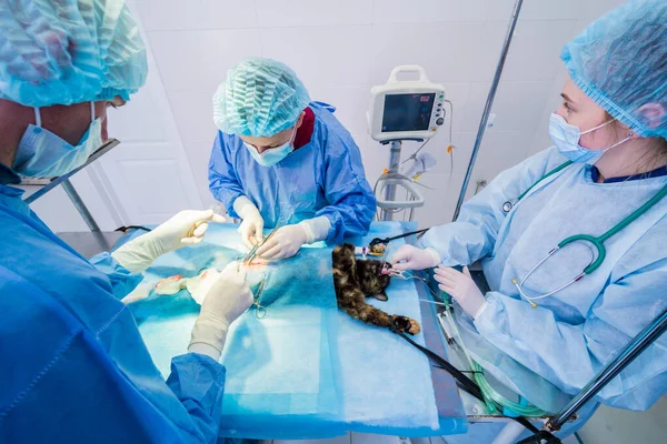 Cirurgiões veterinários na sala de cirurgia fazendo castração de gatos — Fotografia de Stock