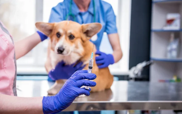 Tým veterinárního lékaře, který podává vakcínu psovi Corgimu — Stock fotografie