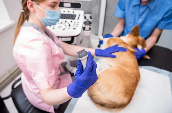 Equipo veterinario examina el perro Corgi utilizando ultrasonido — Foto de Stock