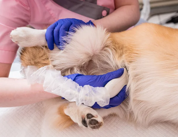 Veterinair team onderzoekt de Corgi hond met behulp van echografie — Stockfoto