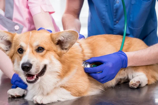Ryhmä eläinlääkäreitä tutkii sairaan corgi-koiran stetoskoopilla. — kuvapankkivalokuva