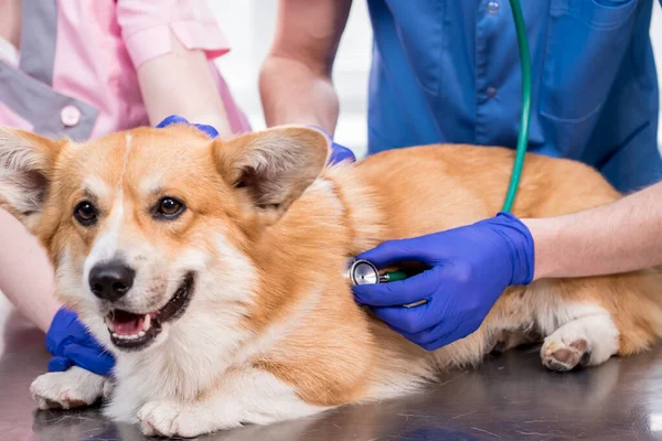 Tým veterinárních lékařů zkoumá nemocného psa Corgi pomocí stetoskopu — Stock fotografie